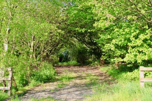 a dirt road with trees on both sides of it at Peatlands in Ballybogy