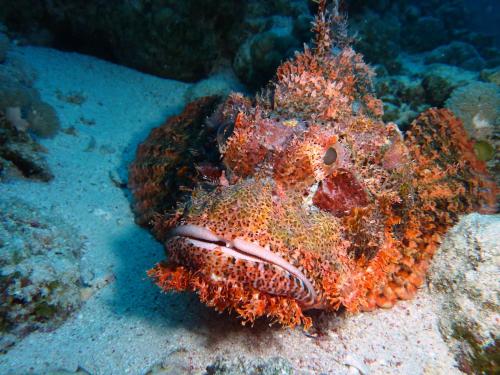 a fish is sitting on the ocean floor at Cormoran Residence in Villasimius