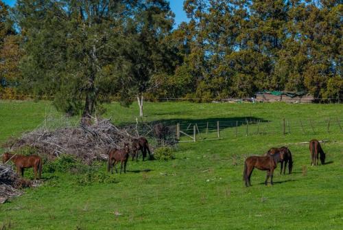 a group of horses grazing in a field at Pukekohe Farm House 5min to Town Centre in Buckland