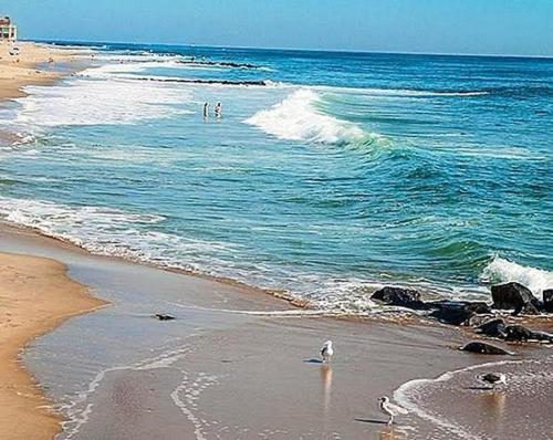 a bird standing on a beach with the ocean at Paperon Butik Otel in Limonlu