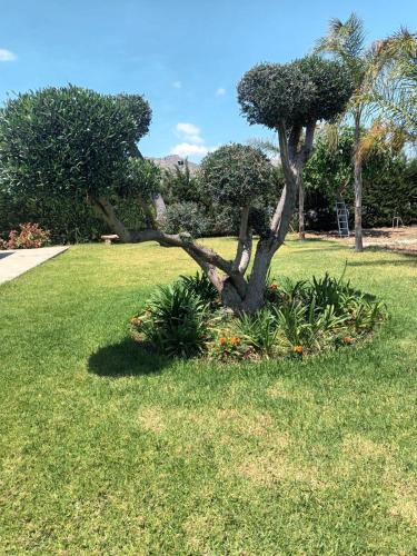 a tree in the middle of a grass field at Villa del Papiro Charme Apartments in Avola