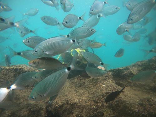 een groep vissen die in het water zwemmen bij Antalya Adrenalin in Antalya