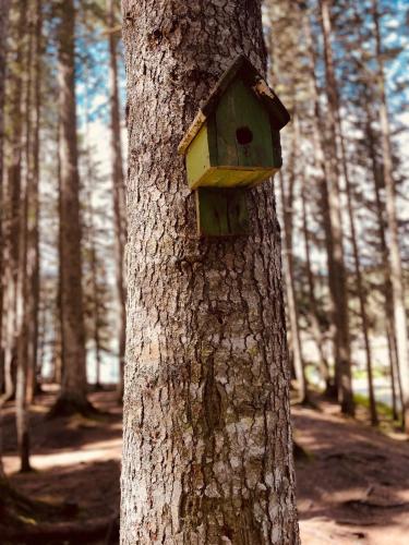 a bird house on a tree in the woods at Guest House LENA in Žabljak