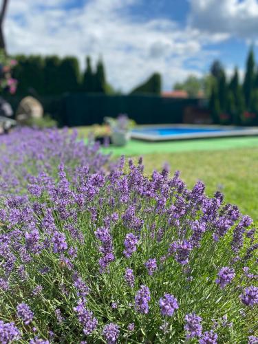 a bunch of purple flowers in a garden at Apartmány U Jeřábků in Rapotín