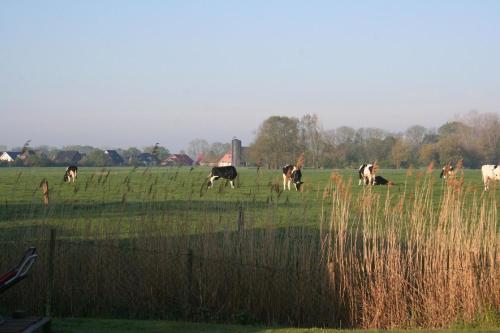 Zvířata v prázdninového domu nebo okolí