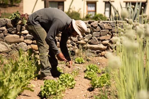 a man standing in a garden looking at plants at Loma Puskana - Hostería in Cachí