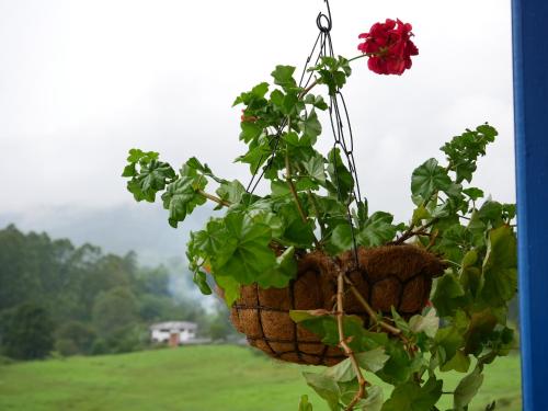 a plant in a hanging basket with a red rose at Finca El Ovito in Santa Rosa de Cabal
