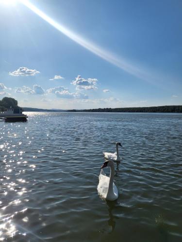 two swans swimming in a lake with a boat at San na vodi in Smederevo