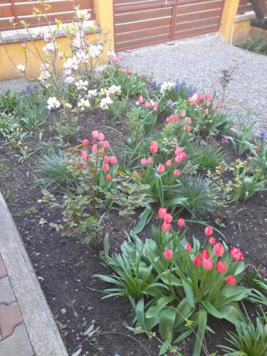 a flower garden with pink flowers and plants at Casa Aron in Sovata