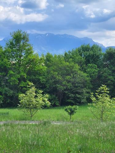two trees in a field with mountains in the background at Dumbrava Ursului in Zărneşti