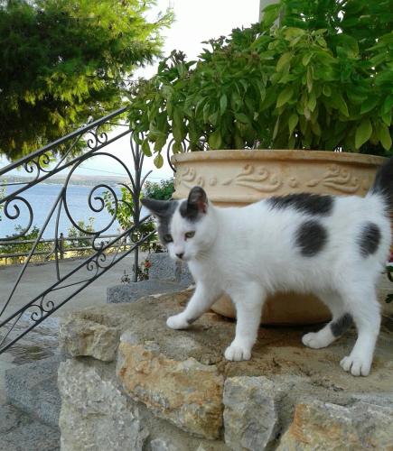 a black and white cat standing next to a planter at Niriides in Galaxidhion
