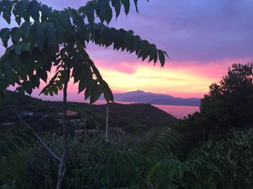 a sunset over the ocean with a tree at Casina Innamorata tra Natura e Mare - Elba Affitti in Capoliveri