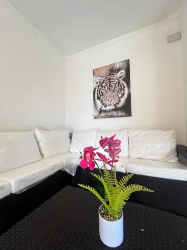 un soggiorno con divano e pianta in vaso di Habitación privada a Città di Panama