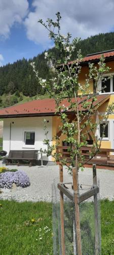 a small tree in front of a house at Saghäusl in Mitterkleinarl