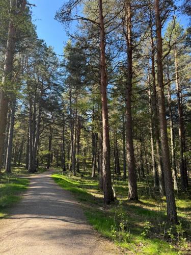 a road in the woods with trees on either side at Poppy Lodge in Boat of Garten