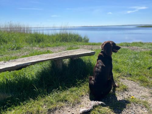 un cane seduto accanto a una panchina di legno di Bilberghus - Beyond Bed and Breakfast a Bjerregård
