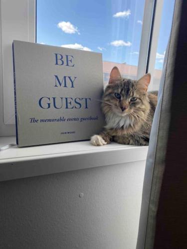 a cat sitting on a window sill next to a book at Kungsberget Åhus H6 - ski apartment with sauna in Järbo