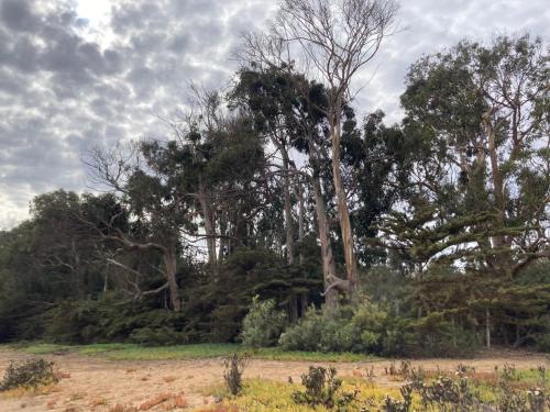 a group of trees and bushes in a field at Twin Brothers Pichidangui in Pichidangui