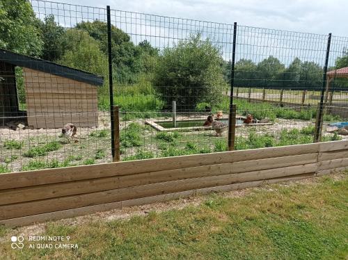 a group of monkeys in a pen at a zoo at Mobil-home in La Bernerie-en-Retz