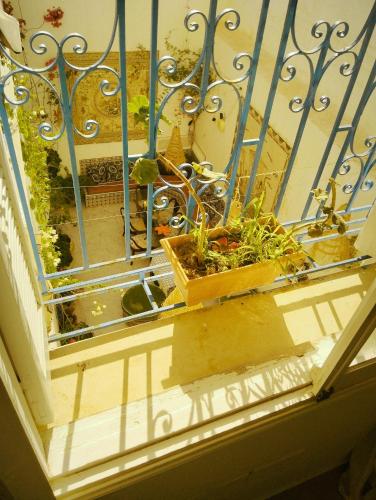 a balcony with a plant in a pot on a railing at Maison Albatros in Mahdia