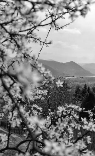 a black and white photo of a valley with flowers at Barkóca és Szépkilátás Vendégház / Cabin in Kismaros