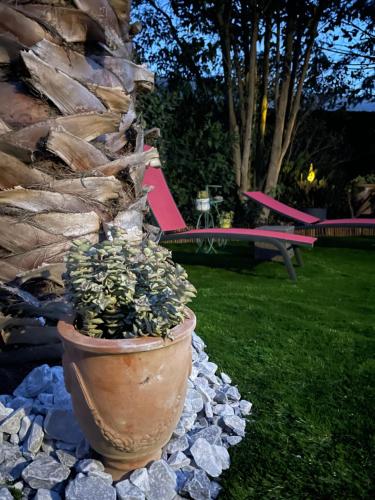 a plant in a pot sitting on some rocks at Mazet des Orchidées - Gîte 4 personnes 50 m2 - Jardin, spa privé - indépendant - stationnement privé in Servian