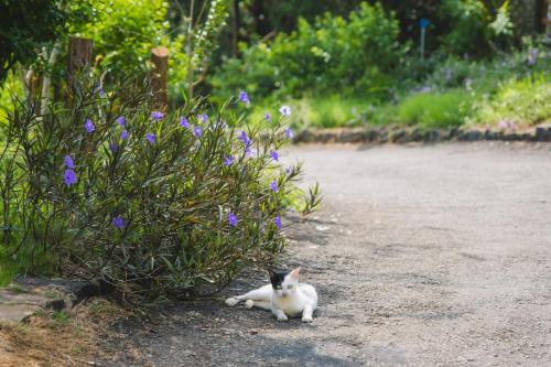 a black and white cat laying on the ground next to flowers at SEN VILLA Boutique in Bao Loc