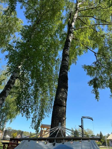 a large tree with a basketball hoop in front of it at Bałtyckie Zacisze Kopalino in Kopalino