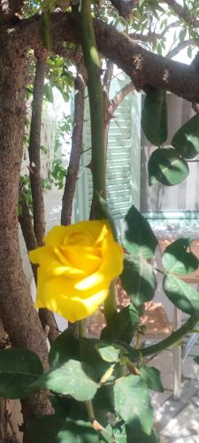 a yellow flower is growing on a tree at Krinelos Rooms in Skala Eresou