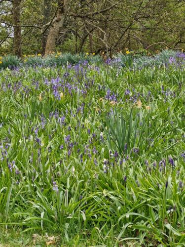 a field of purple flowers with trees in the background at The Bungalow - Ardullie Lodge in Dingwall
