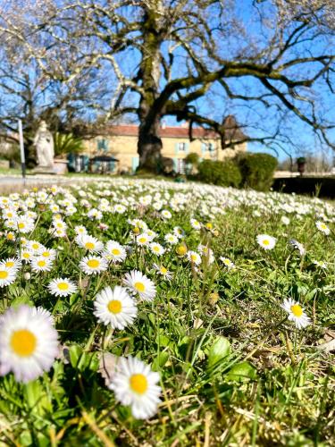 a field of daisies in the grass with a tree at La Rebière d'Or, B&B et Gîte in Mouleydier