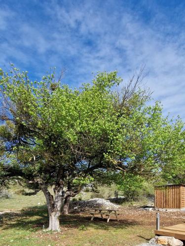 un arbre dans un champ avec une table de pique-nique sous celui-ci dans l'établissement DOME ETOILE, à Bézaudun-les-Alpes