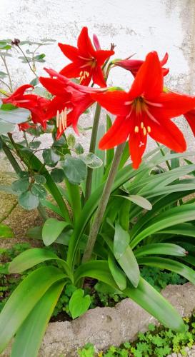 a group of red flowers in a garden at Romantische Villa am Meer mit Kamin Zoomarine Cinecittà World in Torvaianica