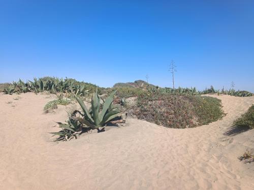 a beach with a bunch of plants in the sand at Guest House Riva Tognazzi Casa Vacanze in Torvaianica