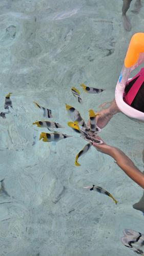 a person is holding a kite in the water at Penu Maurua 2 in Te-Fare-Arii