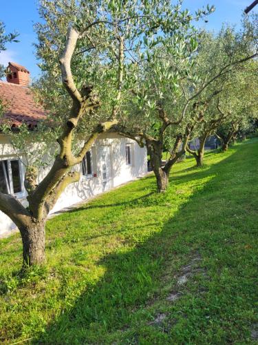 Une rangée d'arbres dans l'herbe à côté d'un bâtiment dans l'établissement Oasis apartment, à Koper