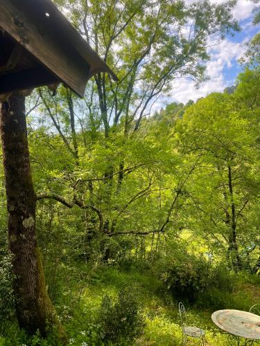a view of a lush green forest with a tree at Cabane dans les bois in Sumène