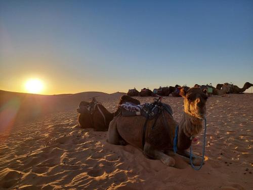 Επισκέπτες που μένουν στο Desert Experience Glamping