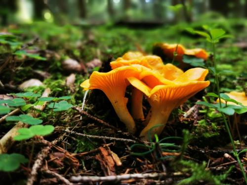 a group of orange mushrooms on the grass at Miuti Residence in Triberg