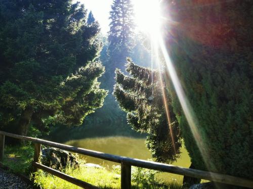 a view of a lake in the middle of a forest at Miuti Residence in Triberg
