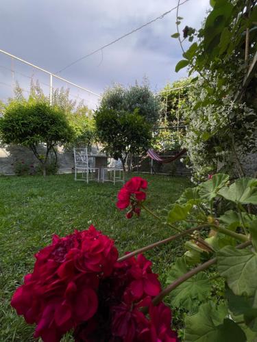 a group of red roses in a yard at Vila Nela in Shkodër