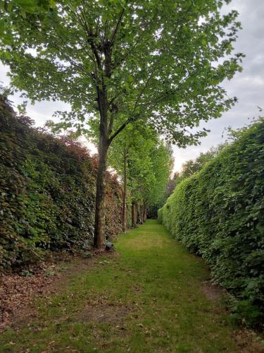 a hedge alley with a tree in the middle at Tiny house in Antwerp