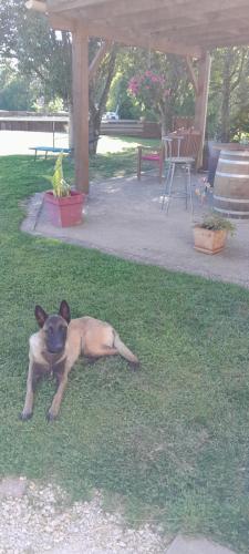 a dog laying on the grass in a park at A Larriou in Mirepoix
