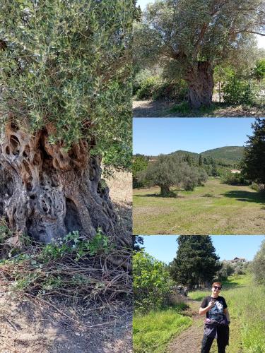 a collage of four pictures of a tree at La Nature in Konístrai