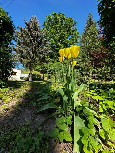 a group of yellow tulips in a garden at Domek U Labe in Stanovice