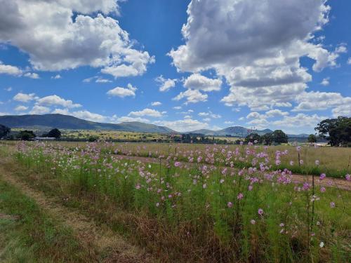 a field of flowers with mountains in the background at Rustic Farm Stay in Lydenburg