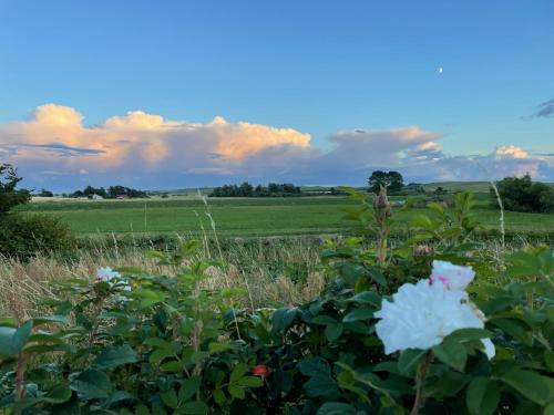 a field with white flowers in the foreground at Ängahuset in Glemminge