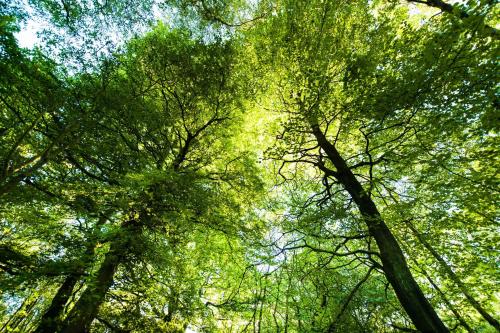 a view of the tops of trees in a forest at Chevin Country Park Hotel & Spa in Otley
