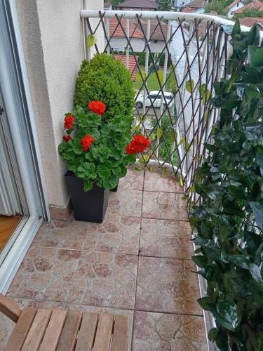 a balcony with a pot of red flowers and a fence at Apartman Centar in Požarevac