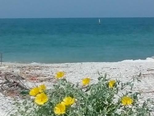 um grupo de flores amarelas na praia em Green em Fano